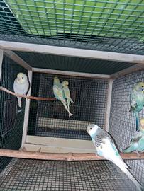 Cocoriti vari colori