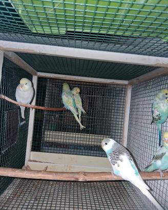 Cocoriti vari colori