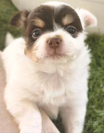 Chihuahua maschietto