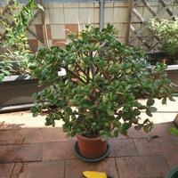 Enorme albero di giada rigogliosissimo