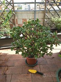 Enorme albero di giada rigogliosissimo