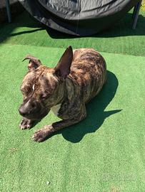 Amstaff di 1 anno e 8 mesi