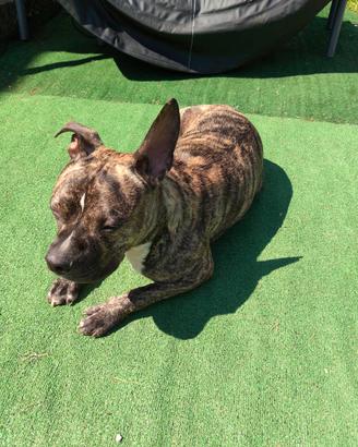 Amstaff di 1 anno e 8 mesi