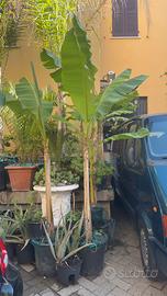 Piante