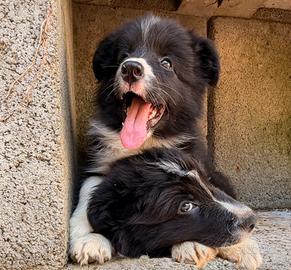 Cuccioli border collie