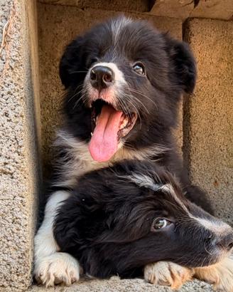 Cuccioli border collie