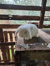 Coniglio ariete nano