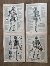 Stampa tavole anatomiche