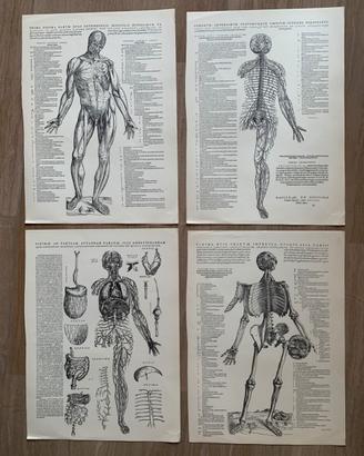 Stampa tavole anatomiche
