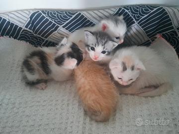 Gattini
