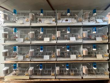 intera batteria gabbie con tt gli accessori