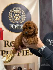 Cuccioli barboncini toy e vari colori