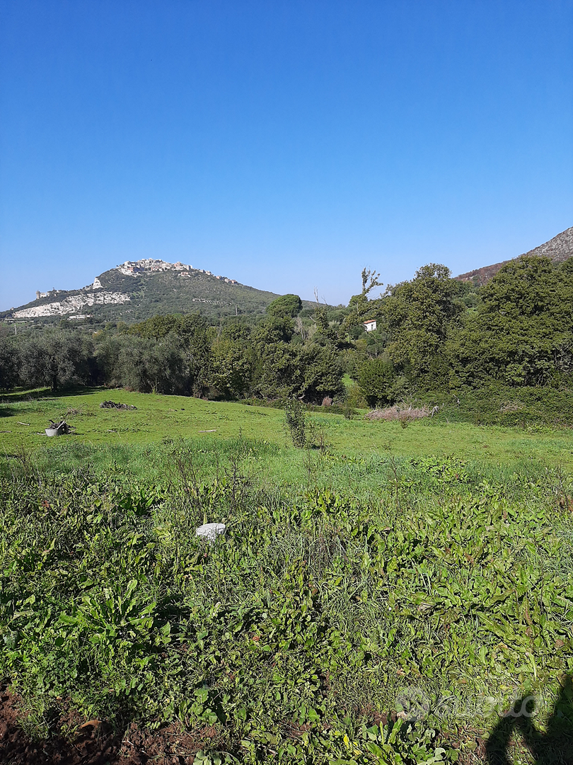 Terreno con Uliveto 1 Ettaro - Vista 5