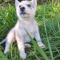 Siberian husky femmina