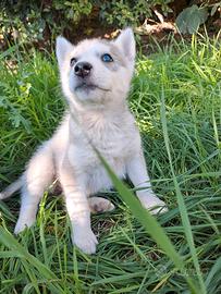 Siberian husky femmina