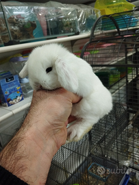 Coniglietti ariete minilop