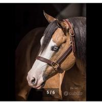 Stagione di monta 25/26