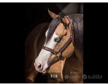 Stagione di monta 25/26