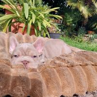 Cucciolo bulldog francese esotico