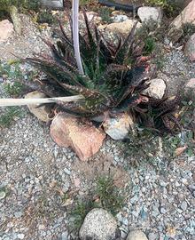 5 Piante di Aloe saponaria