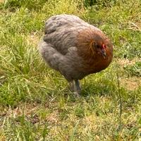 Olive Egger F1 - F2