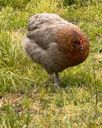 Olive Egger F1 - F2