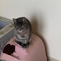 Gattini necessitano di nuova abitazione