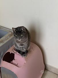 Gattini necessitano di nuova abitazione