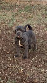 Mastino Napoletano