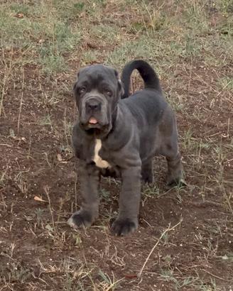Mastino Napoletano