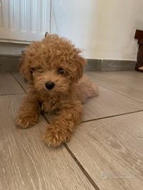 Cucciola barboncina toy