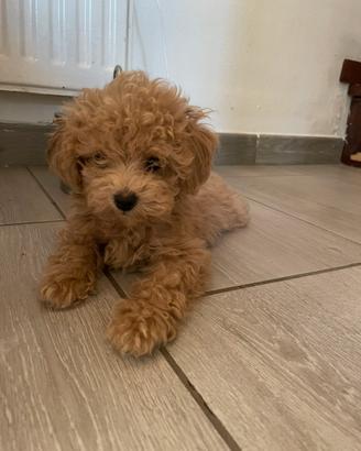 Cucciola barboncina toy