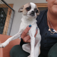 Chihuahua femmina