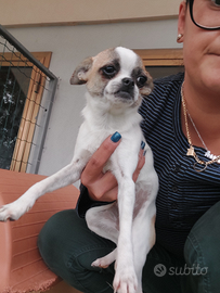 Chihuahua femmina