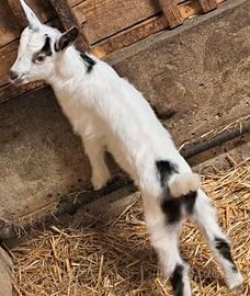 Due caprette cucciole con corna