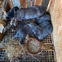 Conigli nani ariete blu di vienna