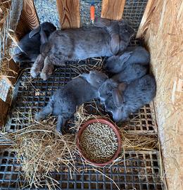 Conigli nani ariete blu di vienna