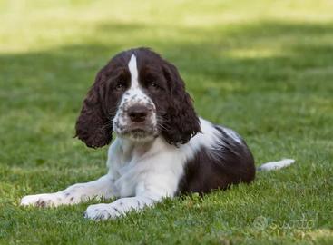 Springer spaniel