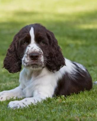 Springer spaniel