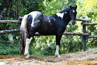 Cavallo Puledro per tutti