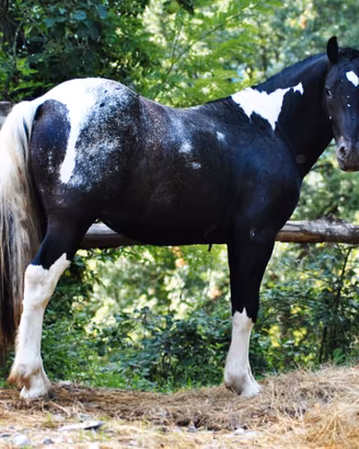 Cavallo Puledro per tutti