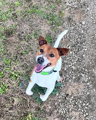 Monta jack russell
