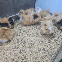 Cavie peruviane pelo lungo