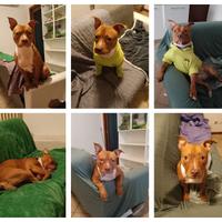 Mix pit bull red nose