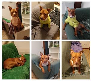 Mix pit bull red nose