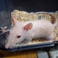 Cuccioli di ratto nudi