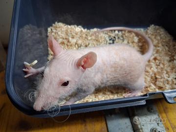 Cuccioli di ratto nudi