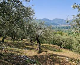 TER. AGRICOLO A SANT'AGATA DE' GOTI