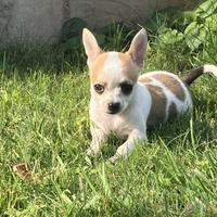 Cucciolo di chihuahua