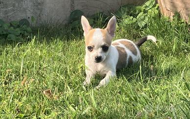 Cucciolo di chihuahua